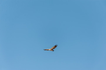 A White-headed vulture -Trigonoceps occipitalis- circling over Etosha National Park, Namibia.
