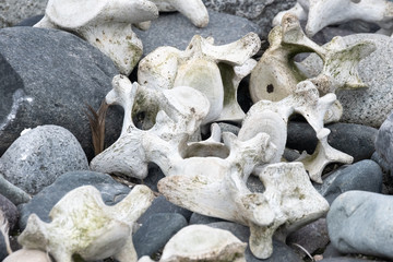 Whale bones on a beach at Yankee Harbor, Greenwich Island, South Shetland Islands, Antarctica