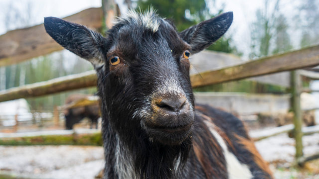 Surprised and serious piebald goat on the countryside background. Stare wide-eyed brown. Pop-eyed. Village life concept.
