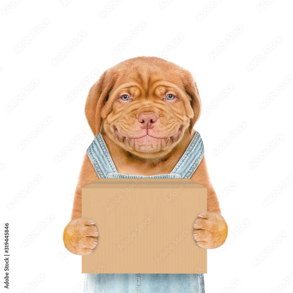 Poster smiling puppy wearing overalls holds big box. isolated on white background