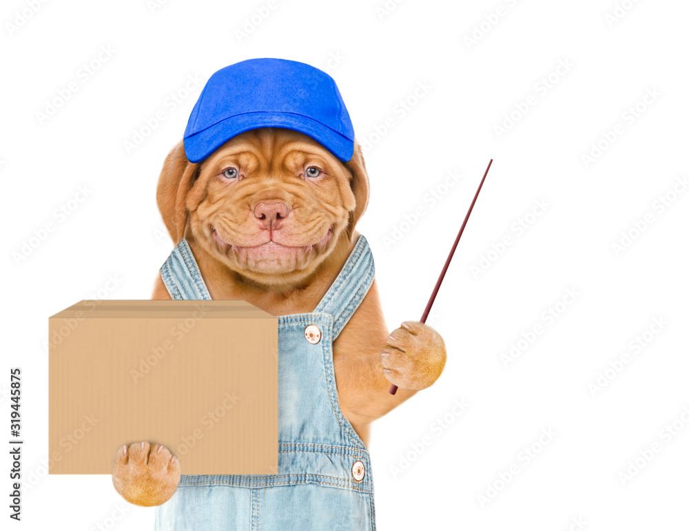 Poster smiling puppy wearing a blue cap and blue overalls holds big box and points away on empty space. iso