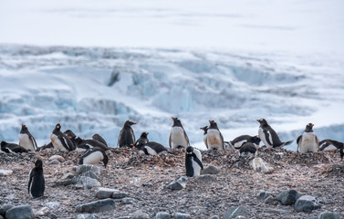 Gentoo penguin colony at Yankee Harbour, Greenwich Island, South Shetland Islands, Antarctica