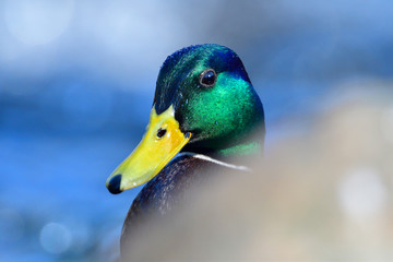 Portrait einer Stockente