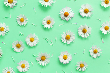 White daisies on a light green background
