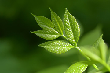 Young spring leaf on natural green background. Awakening and rebirth of nature. Ecology.  Glistening first foliage in the sun. Resurgent ecology, fresh wallpaper concept. Spring background