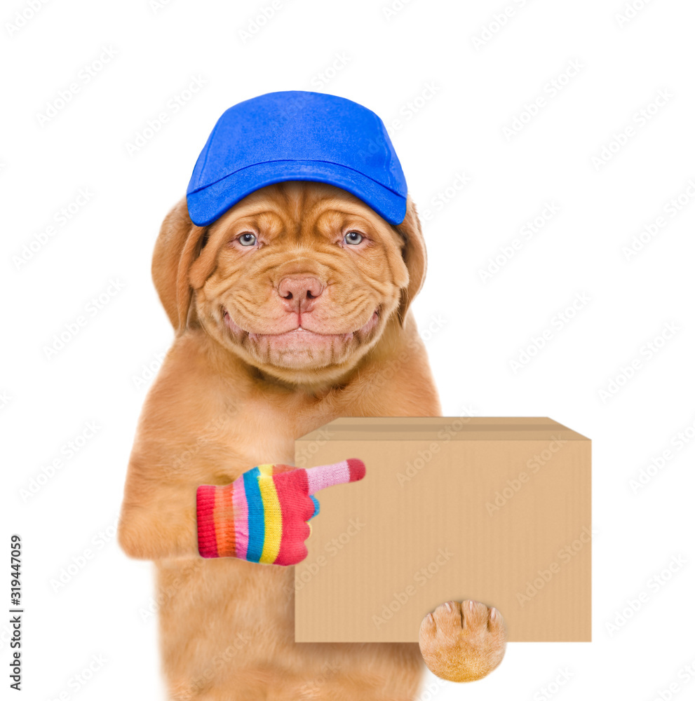 Poster smiling puppy wearing a blue cap points on big box. delivery concept. isolated on white background