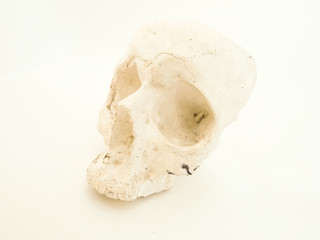 mushroom isolated on white background