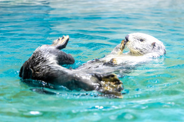 Fototapeta premium ラッコ