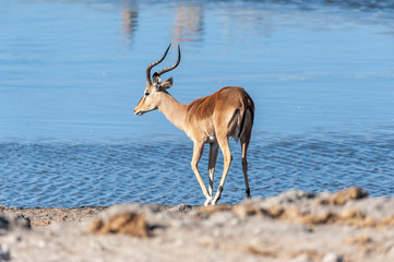 Closeup of an Impala - Aepyceros melampus- walking in front of the deel blue waters of a waterhole in Etosha National Park, Namibia.