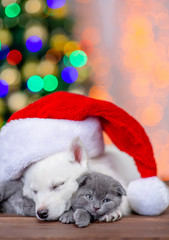 Fototapeta na wymiar White siberian husky puppy wearing a red santa hat hugs sleepy baby kitten on a background of the Christmas tree. Empty space for text