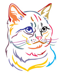 Colorful decorative portrait of Cat 1