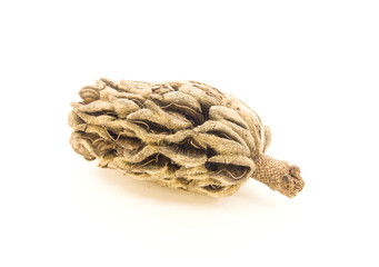 dried mushrooms on white background