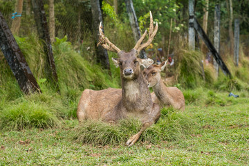 Naklejka na ściany i meble A male deer, Stag, with large antlers sitting down at the grass field and looking at the camera.