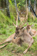 Two male deers, Bucks, sitting in the grass field.