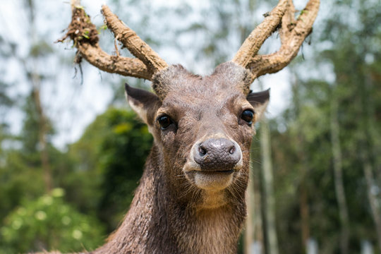 Close up image of a male deer with horns. A Stag looking at the camera.