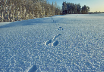 Animals track in big snow. Wild animals footprints on snow