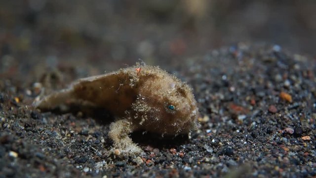 a small frogfish went hunting