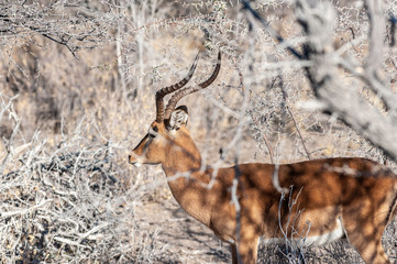 Detail of an Impala - Aepyceros melampus- emerging from the bushes of Etosha National Park, Namibia.