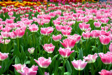 Pink tulips bloom under sunshine in the garden.