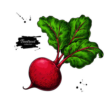 Beetroot Vector Drawing. Isolated Hand Drawn Object. Vegetable Illustration. Detailed Vegetarian Food