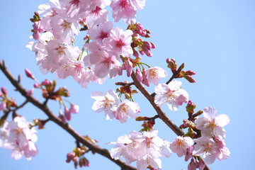 The beautiful pink cherry blossoms under the blue sky signal the coming of spring. Yangmingshan, Taipei City, Taiwan