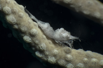 Close up of a gorgonian comensal shrimp Balsia gasti...Canakkale Turkey