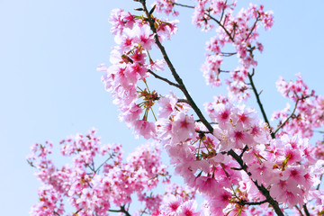 The beautiful pink cherry blossoms under the blue sky signal the coming of spring. Yangmingshan, Taipei City, Taiwan