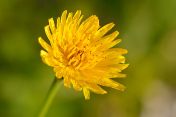 Kohl-Gänsedistel (Sonchus oleraceus)