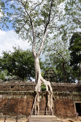 Massive tree with a big white stem on top of a stone wall, big roots growing down to the earth....