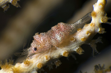 Obraz na płótnie Canvas Close up of a gorgonian comensal shrimp Balsia gasti...Canakkale Turkey