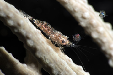 Close up of a gorgonian comensal shrimp Balsia gasti...Canakkale Turkey