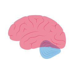 Vector illustration of human brain anatomy 