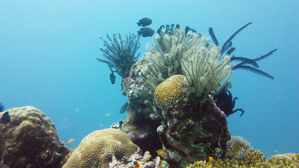 Underwater Scene Coral Reef. Underwater sea fish. Tropical reef marine. Colourful underwater seascape. Leyte, Philippines.