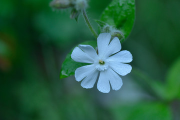 Breitblättrige Lichtnelke (Silene latifolia) in den Alpen	