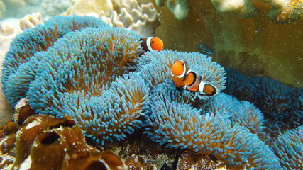 Clown Anemonefish and anemone on coral reef. Underwater world with corals and tropical fishes - obrazy, fototapety, plakaty