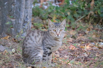 portrait photography of cat in desert thar