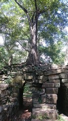 Fototapeta na wymiar High tree is growing on top of an old religious building in the archaeological park Angkor