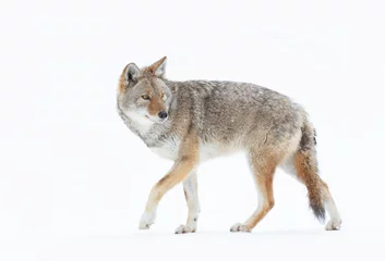 Foto op Canvas A lone coyote (Canis latrans) isolated on white background closeup walking in the winter snow in Canada © Jim Cumming