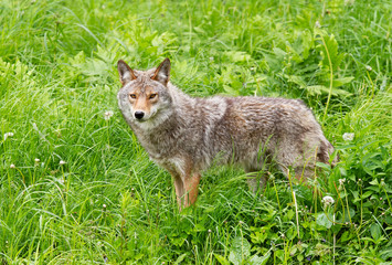 A lone coyote standing in the grass in springtime in Canada