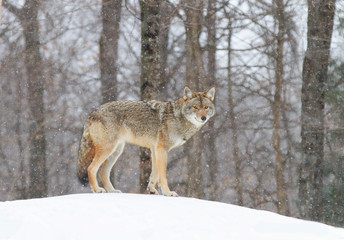A lone coyote Canis latrans walking through the falling snow hunting on the ridge in winter in Canada