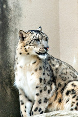 Snow leopard (Panthera uncia) in Japan