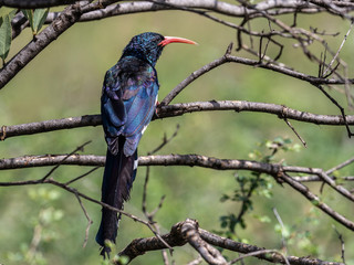 Green Wood Hoopoe is roosting and watching her kind birds moving around. Lake Baringo, Kenya.