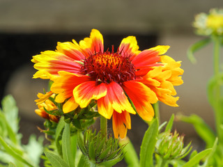 Closeup of a bright orange and yellow flower of Gaillardia x grandiflora