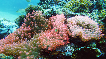 Sea anemone and clown fish on the coral reef, tropical fishes. Underwater world diving and snorkeling on coral reef. Hard and soft corals underwater landscape