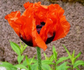 blooming poppy