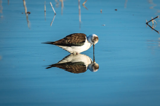 Reflejo de cigue&ntilde;uela en el parque natural Hondo d'Elx-Crevillent, en la provincia de Alicante, Espa&ntilde;a