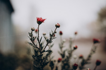 beautiful flower with a spider web, raindrops on a spider web on a background of fog