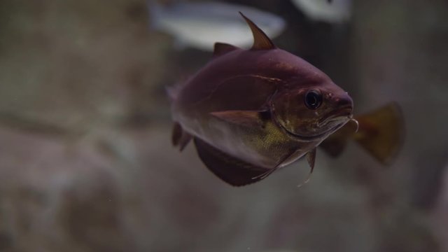 Cod fish - Gadus morhua. Underwater shot of atlantic cod swimming and searching for food on the bottom of the sea