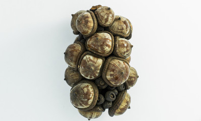 Castanopsis seeds