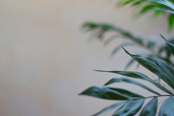 texture with leaves. texture, gray background.  flat lay Natural leaf on wooden background, nature background. Fresh green leaves frame the tree. Natural background.